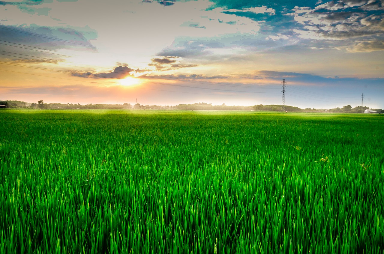 field rice fields cooked rice free photo