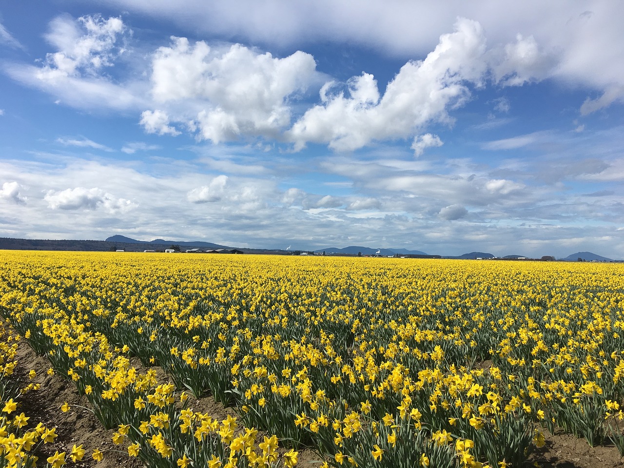 field agriculture landscape free photo