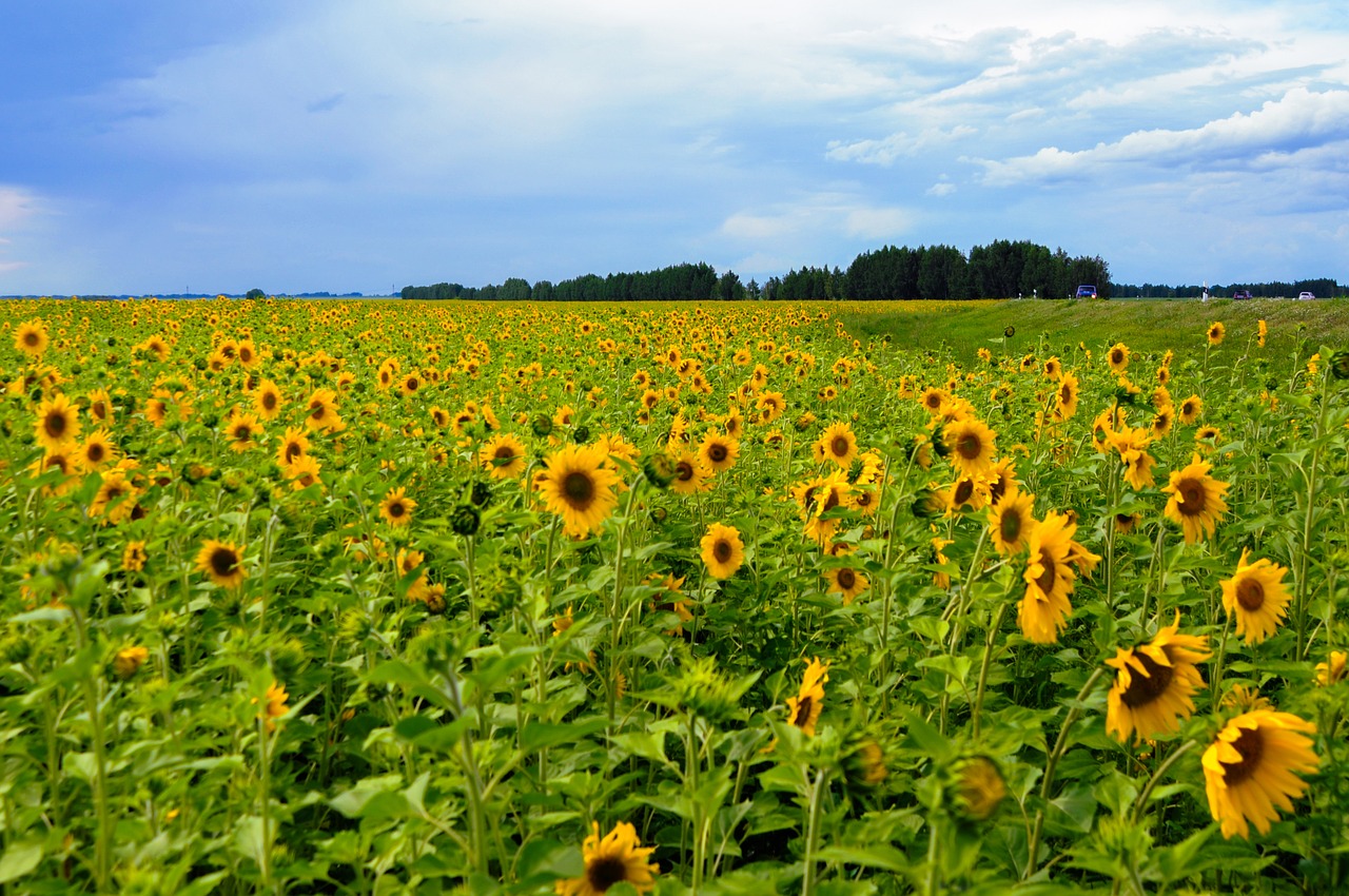 field flower plant free photo