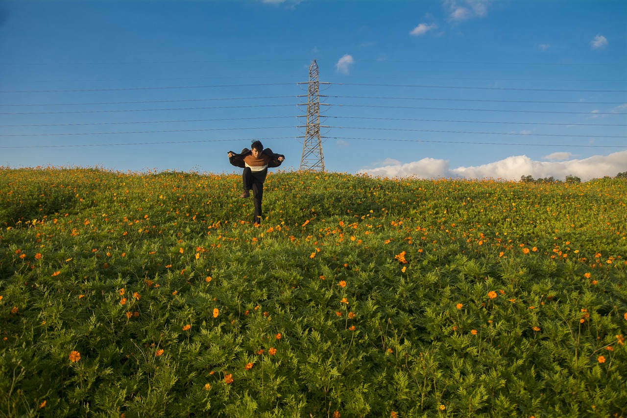 field landscape agriculture free photo