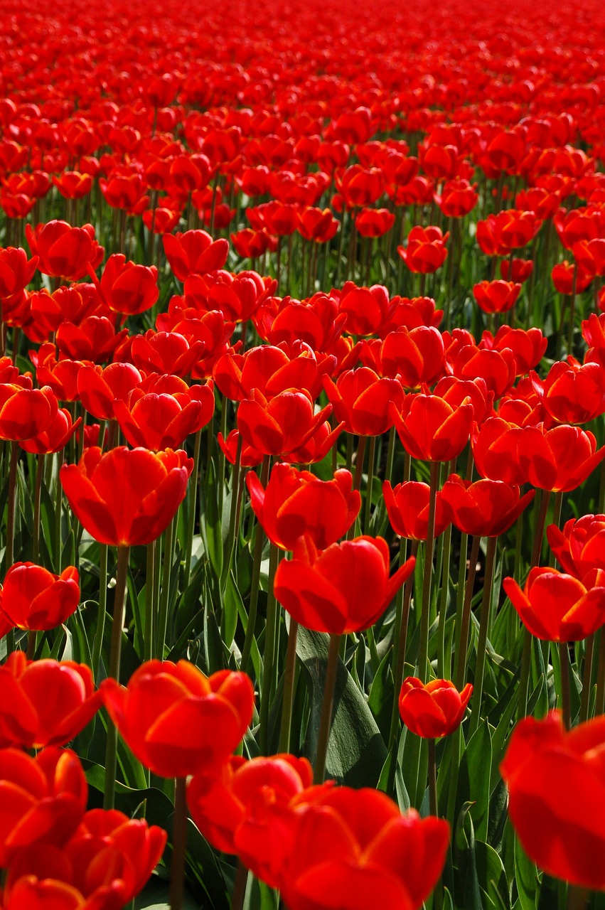 field nature tulip free photo