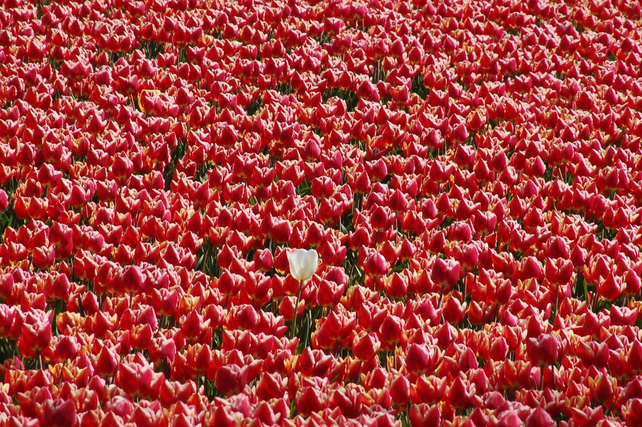 field plant nature free photo