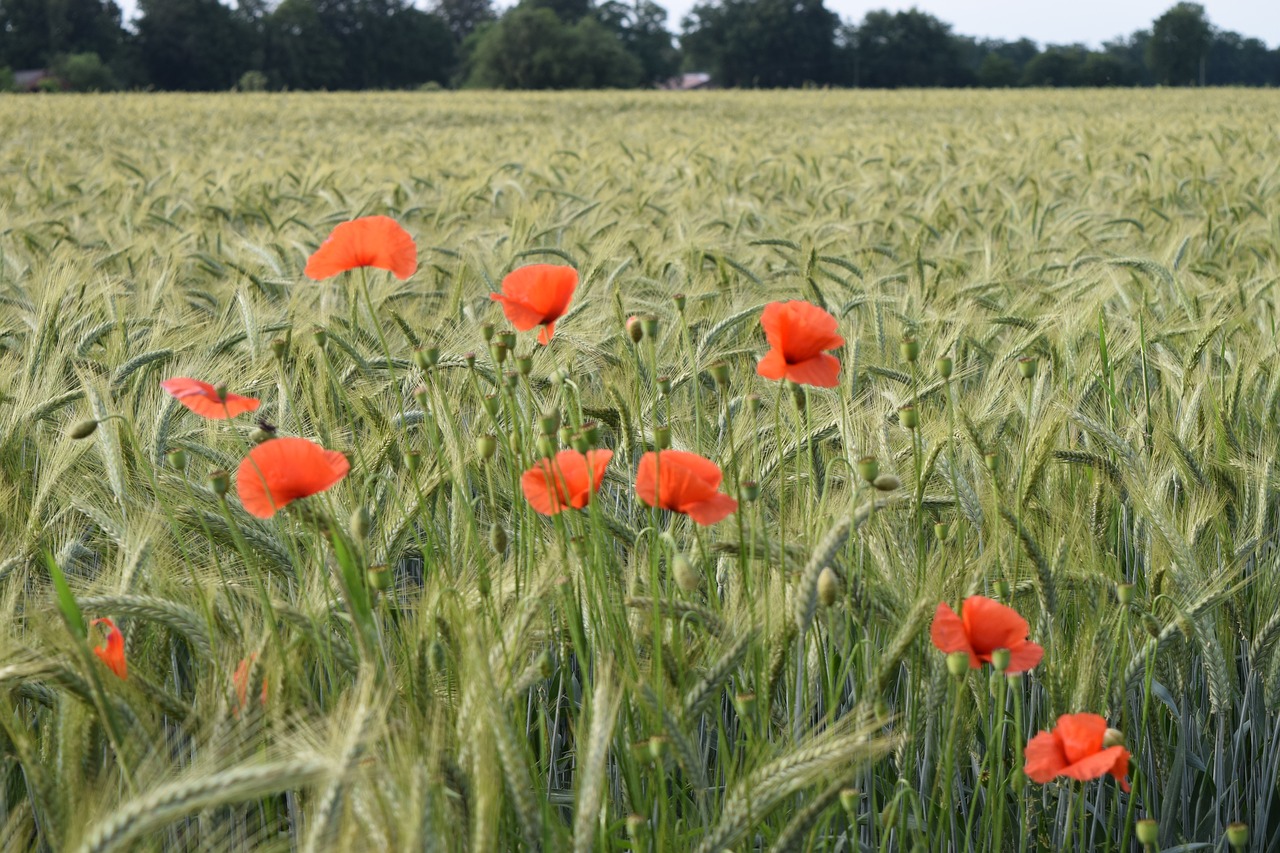 field rural summer free photo