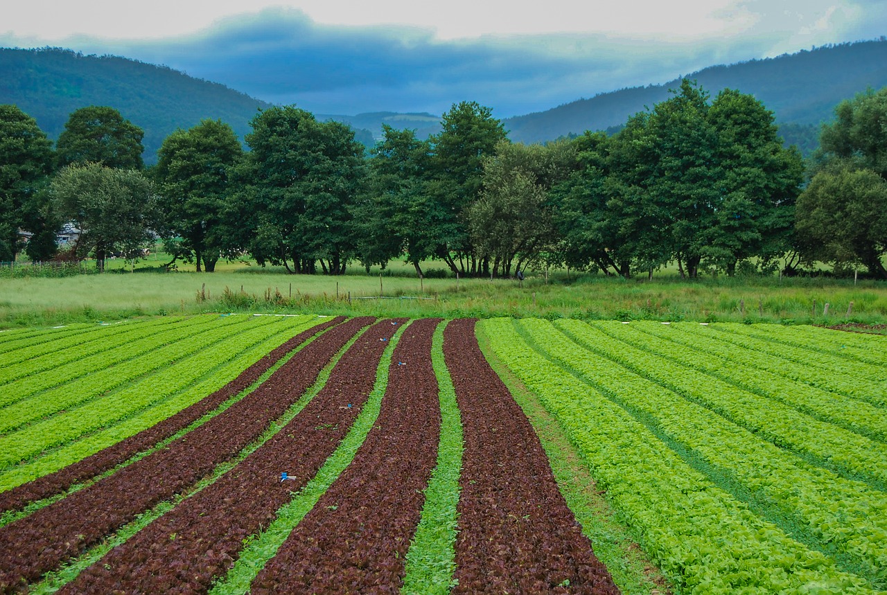 field  landscape  farm free photo