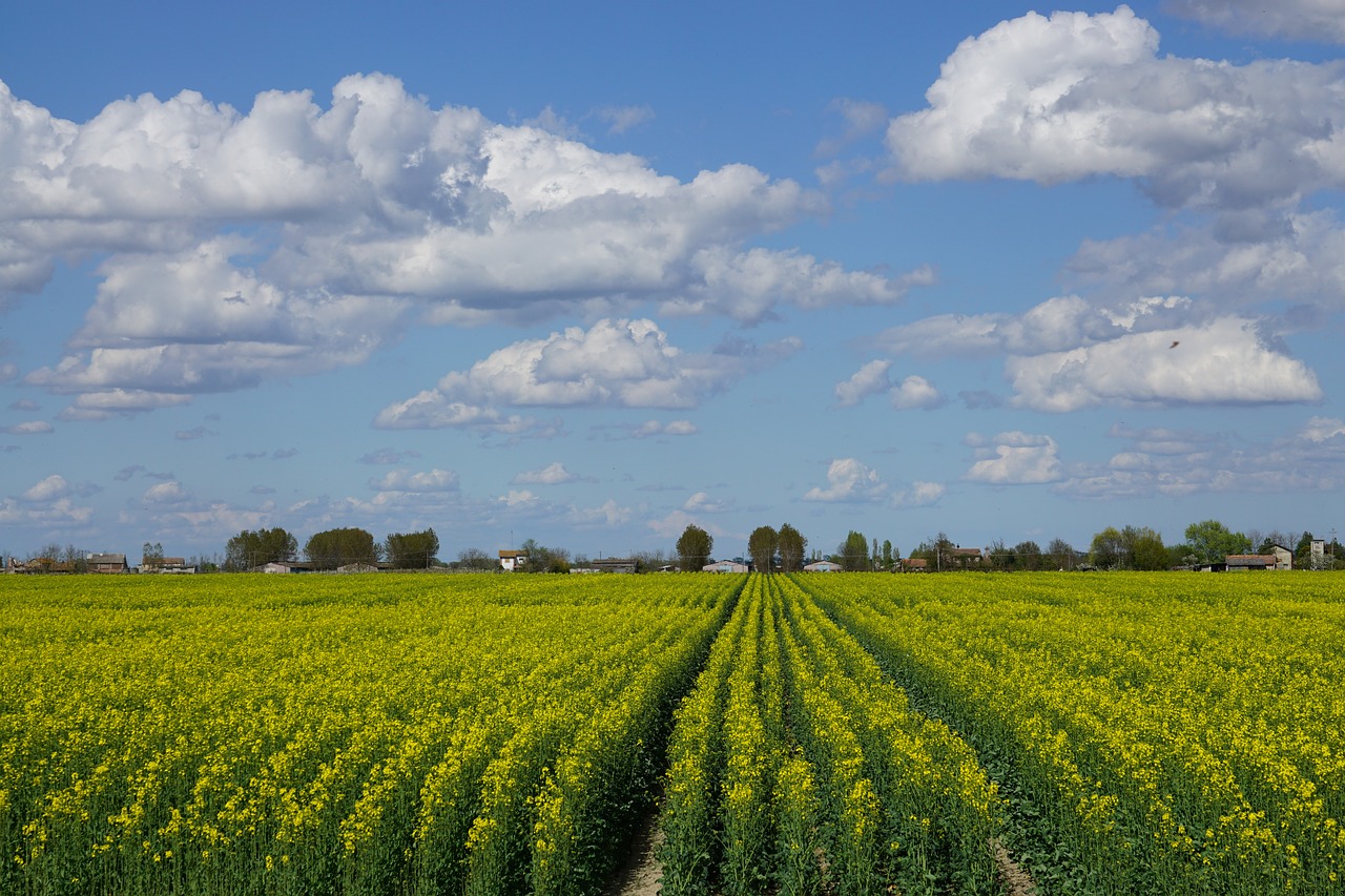 field  landscape  farm free photo