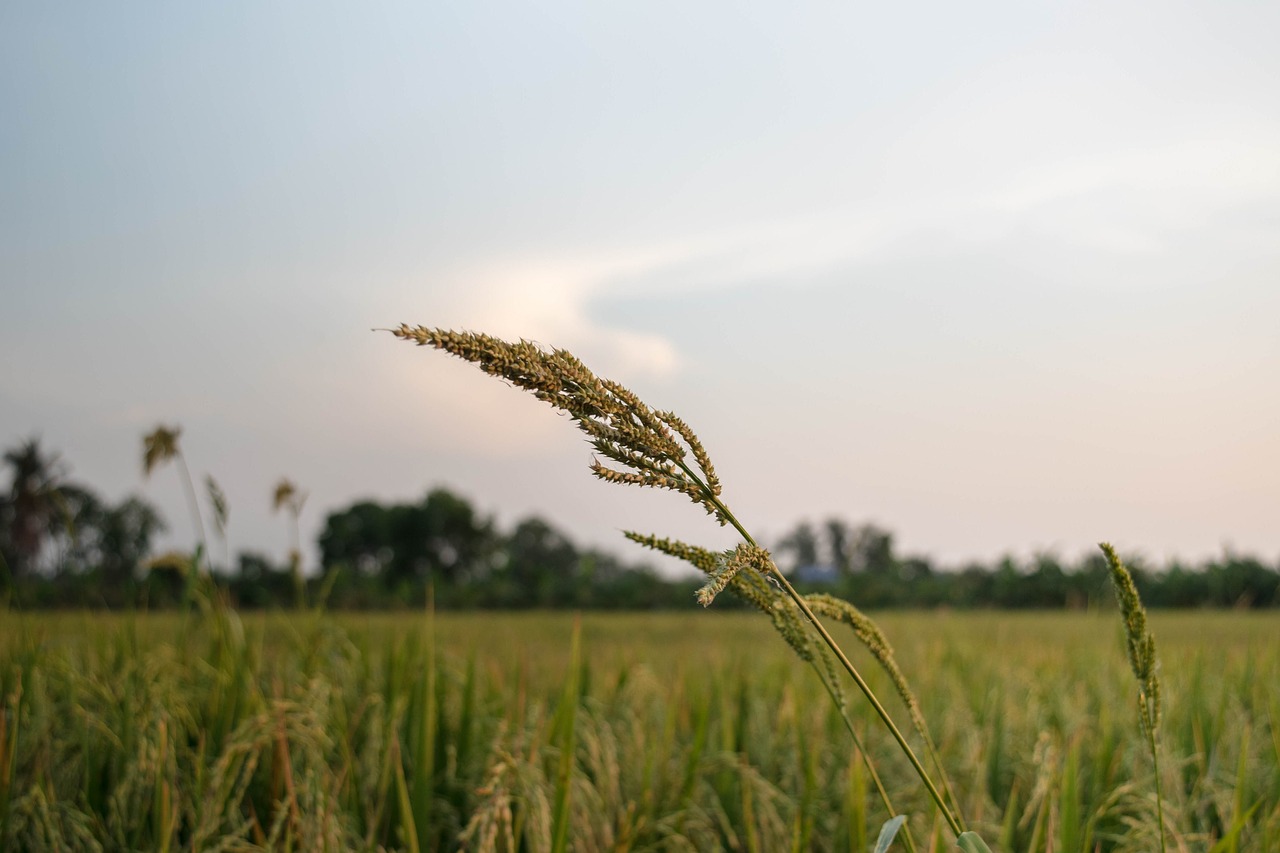 field  sky  cereal free photo