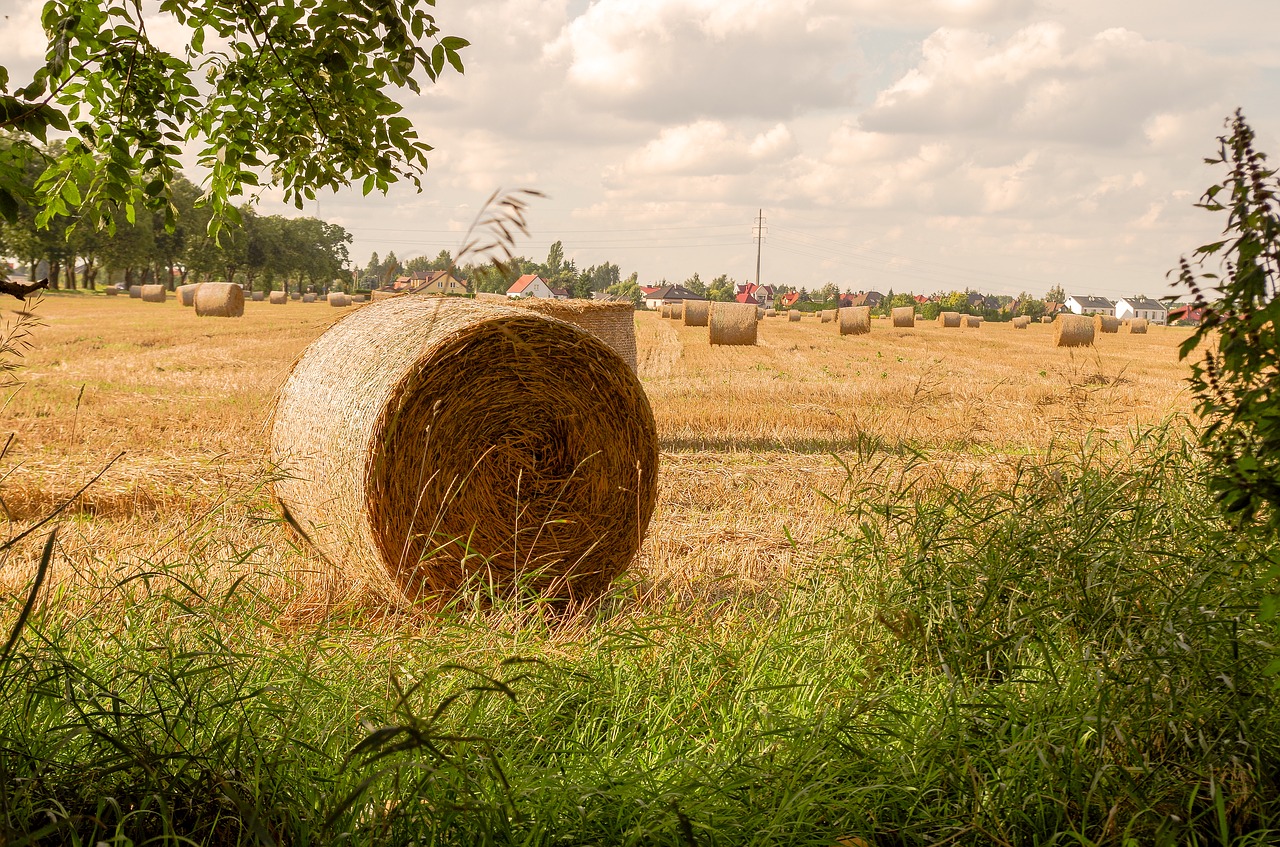 field  farm  hay free photo