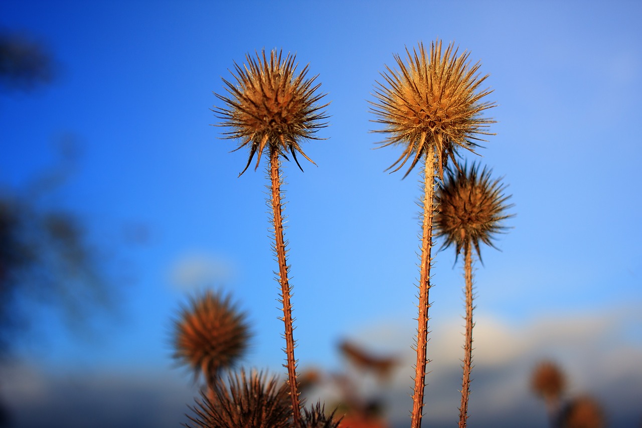 field  plant  carding thistles free photo