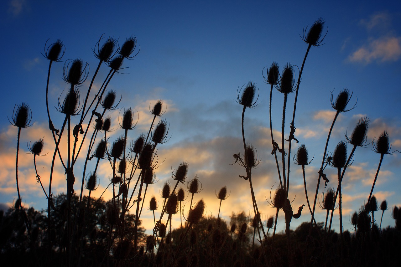 field  plant  carding thistles free photo