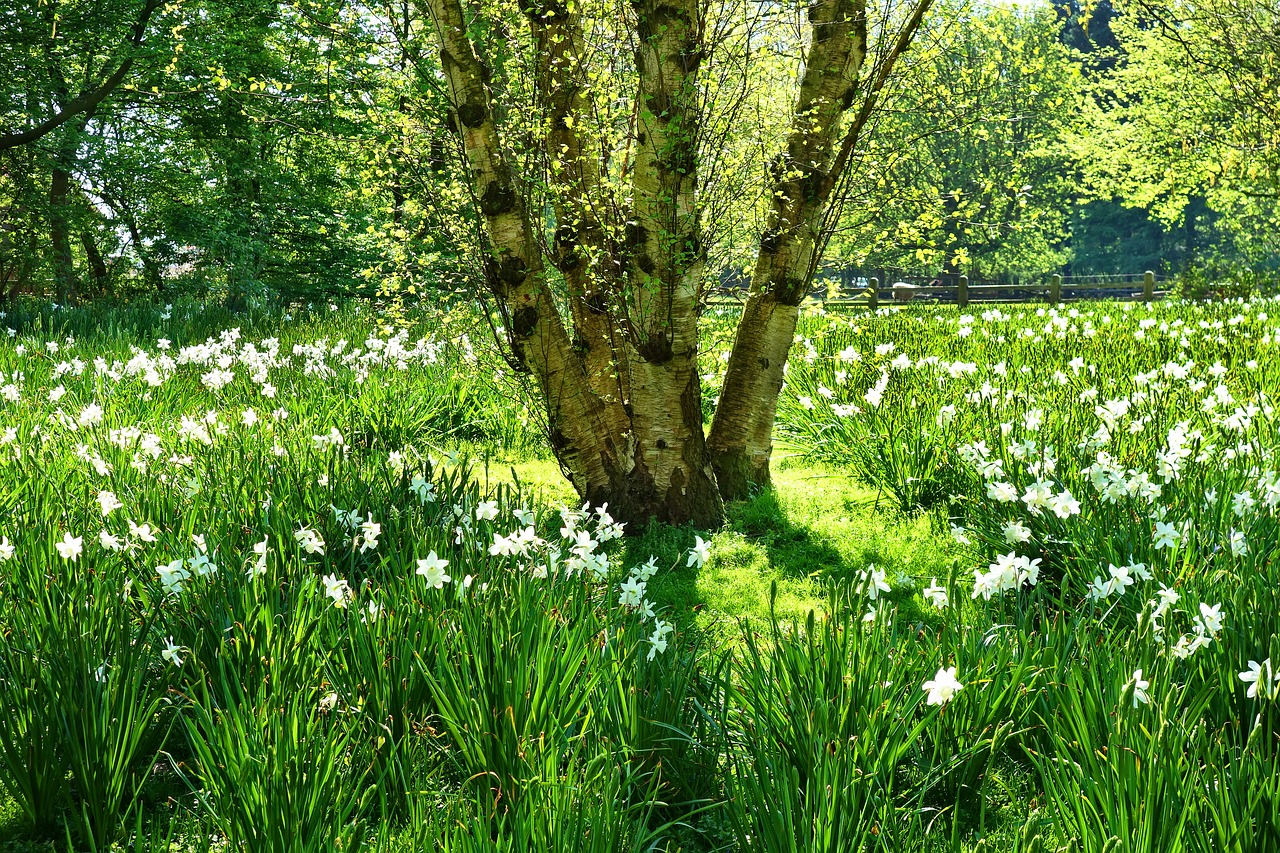 field  grass  flower free photo