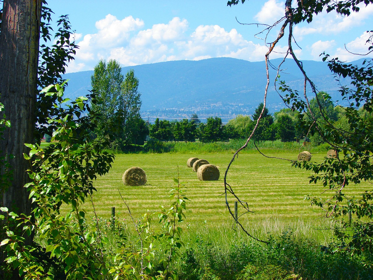 field hay landscape free photo