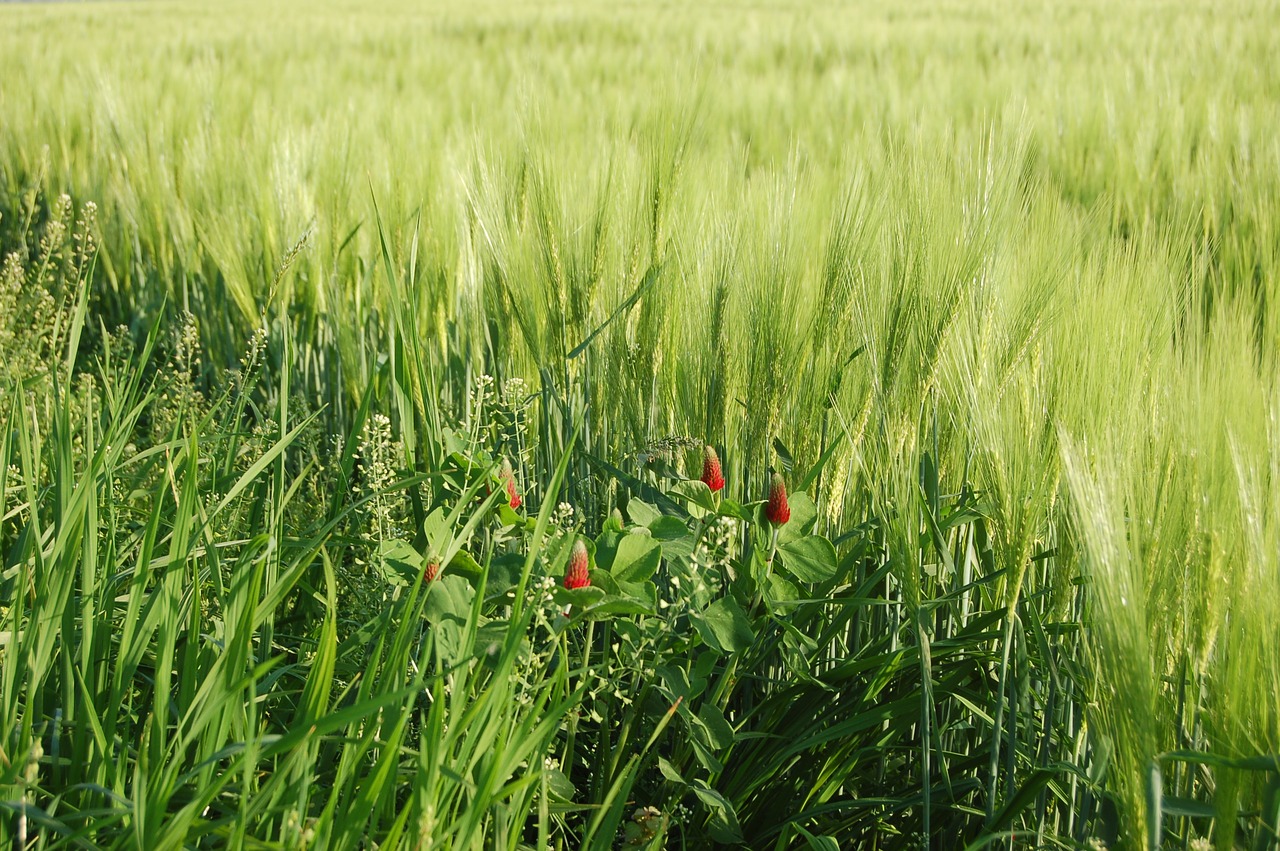 field  farm  cereals free photo