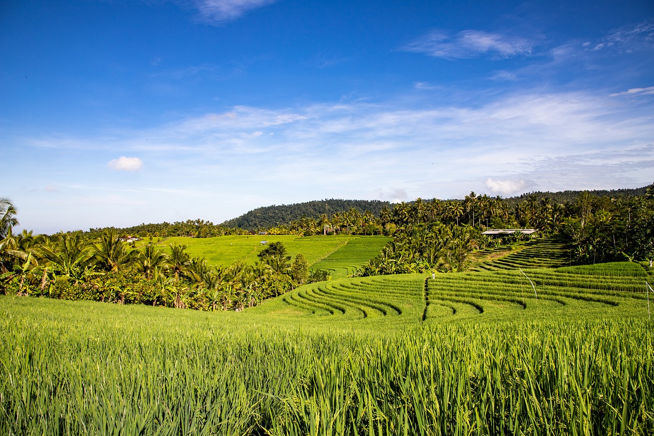 field  landscape  agriculture free photo