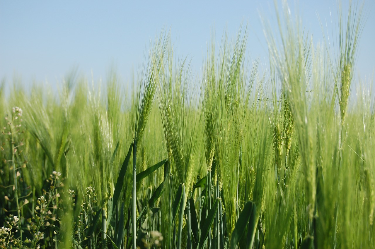 field  triticum  cereals free photo