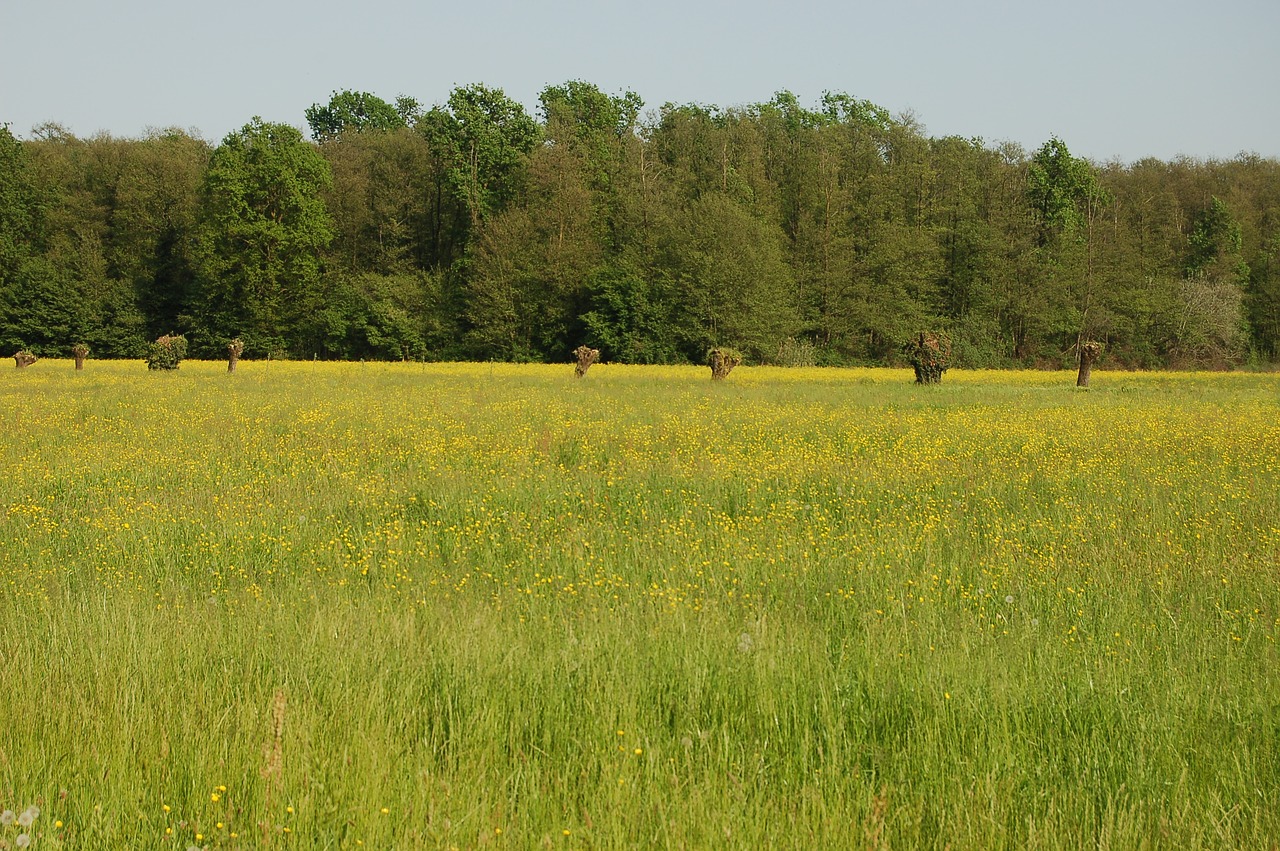 field  landscape  field of flowers free photo