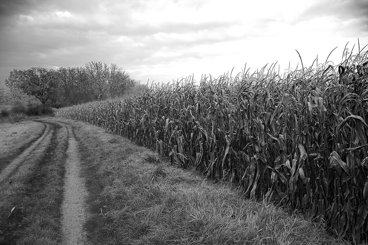 field  arable land  agriculture free photo