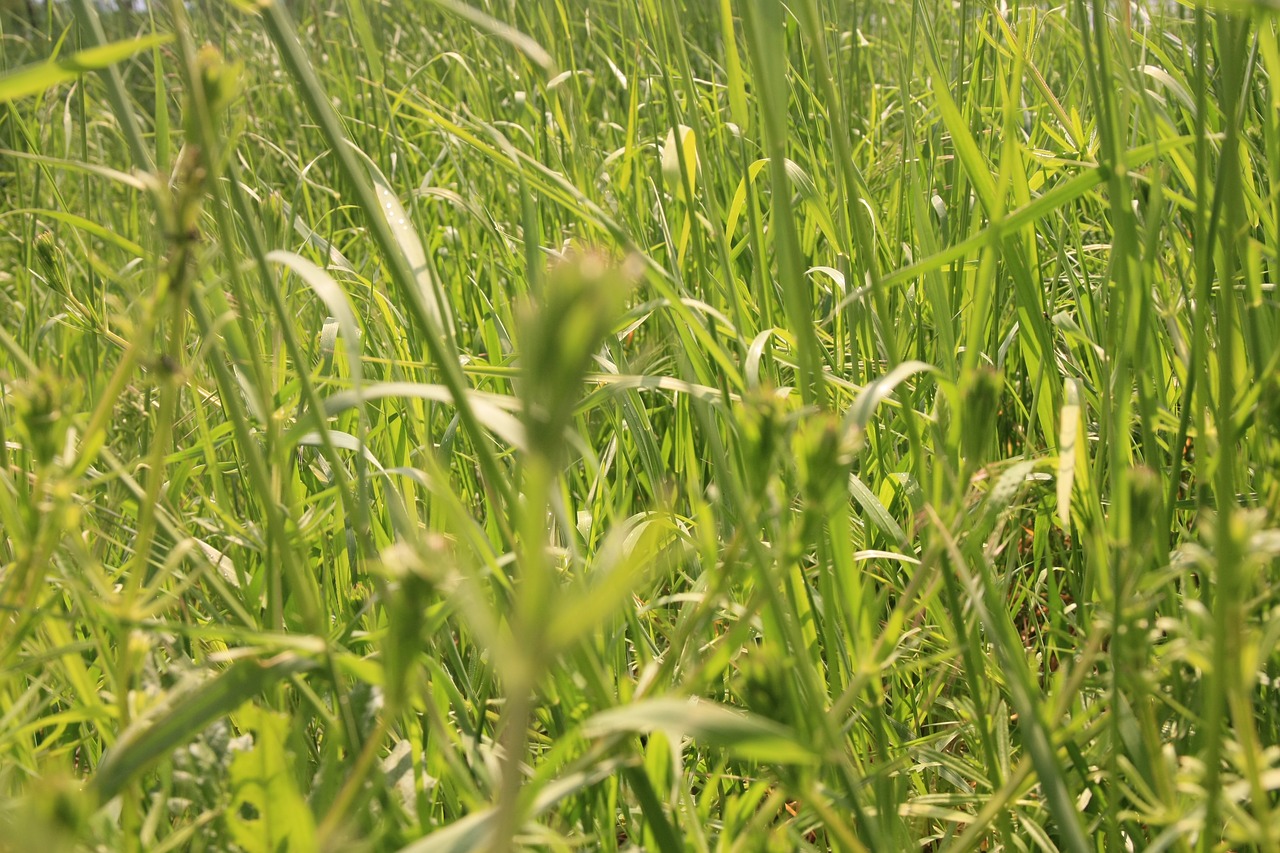 field  lawn  plant free photo