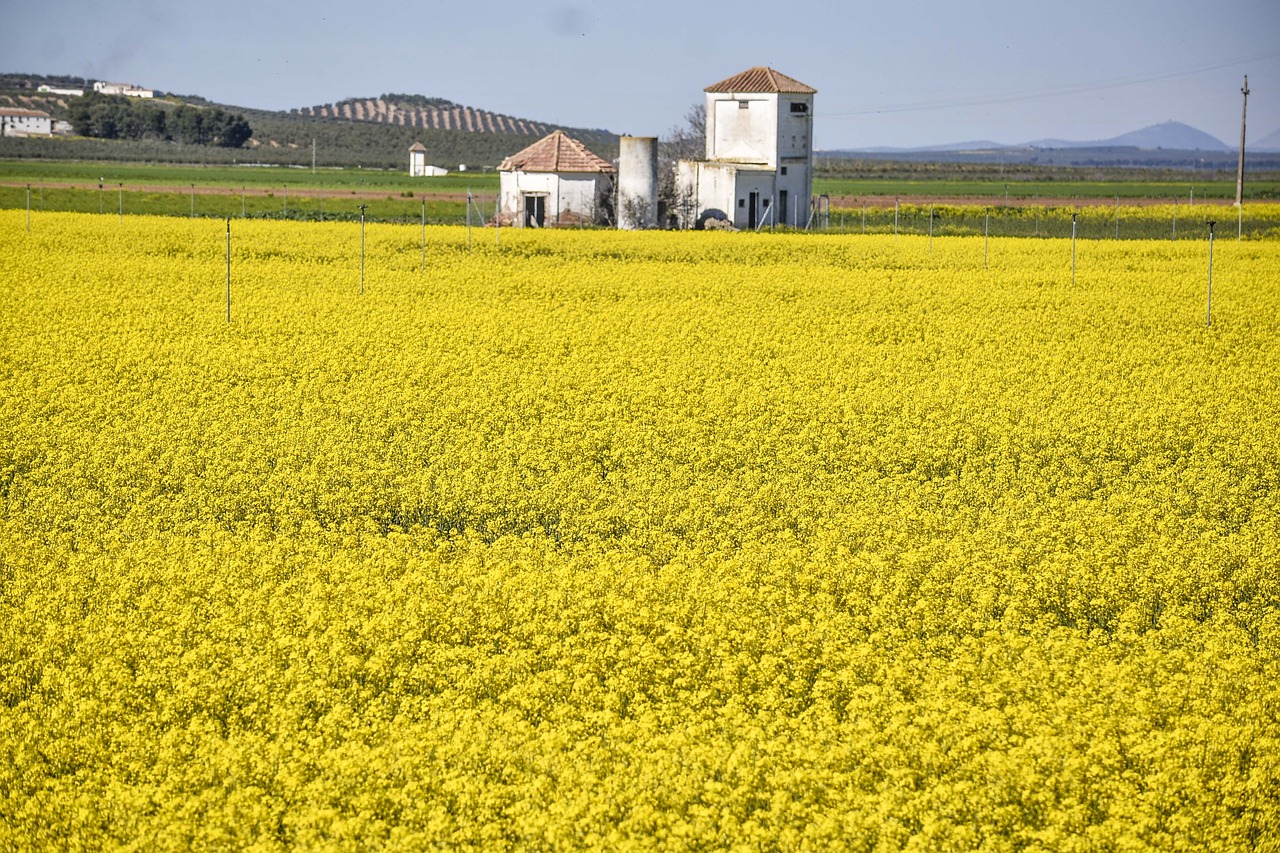 field  agriculture  farm free photo