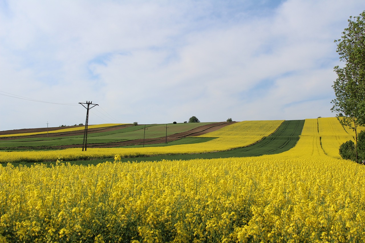 field  farm  landscape free photo