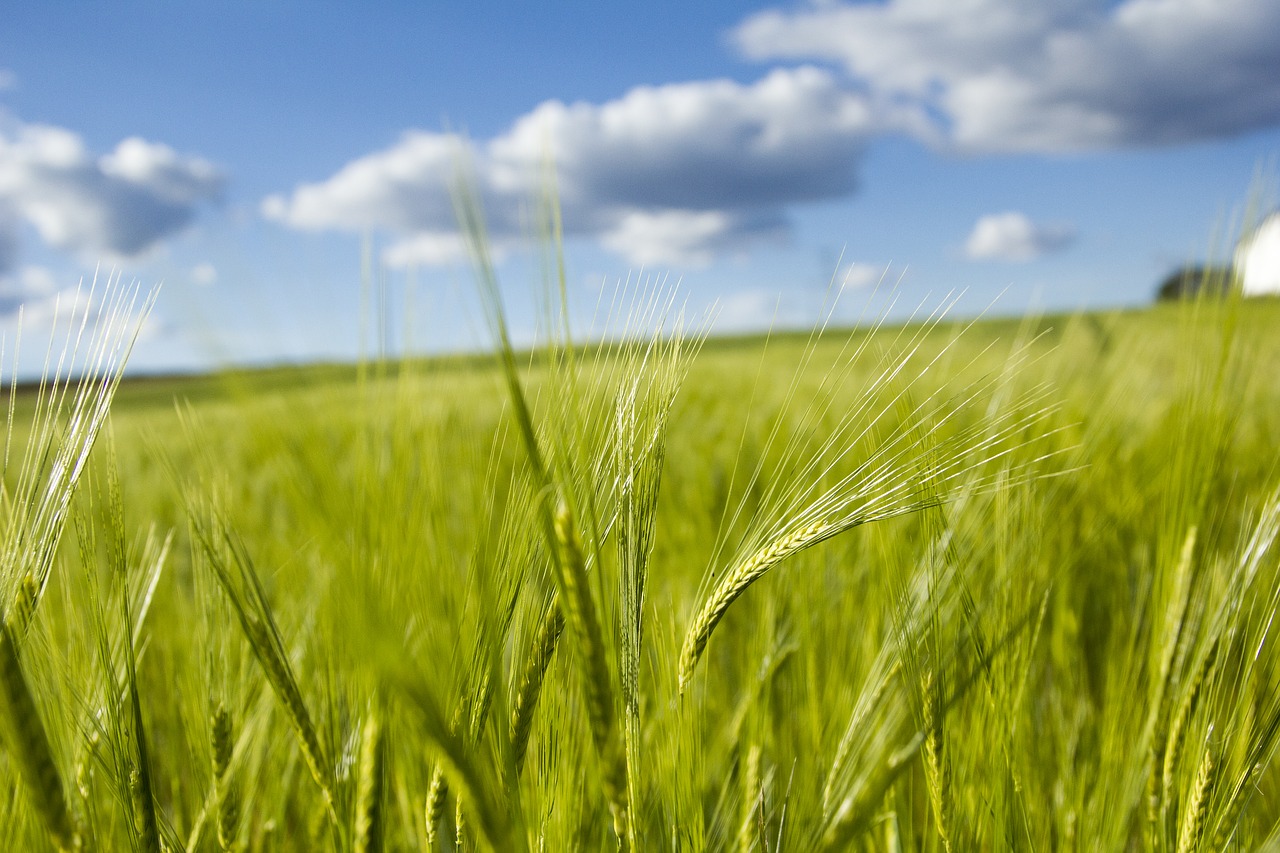 field  cereal  pastures free photo