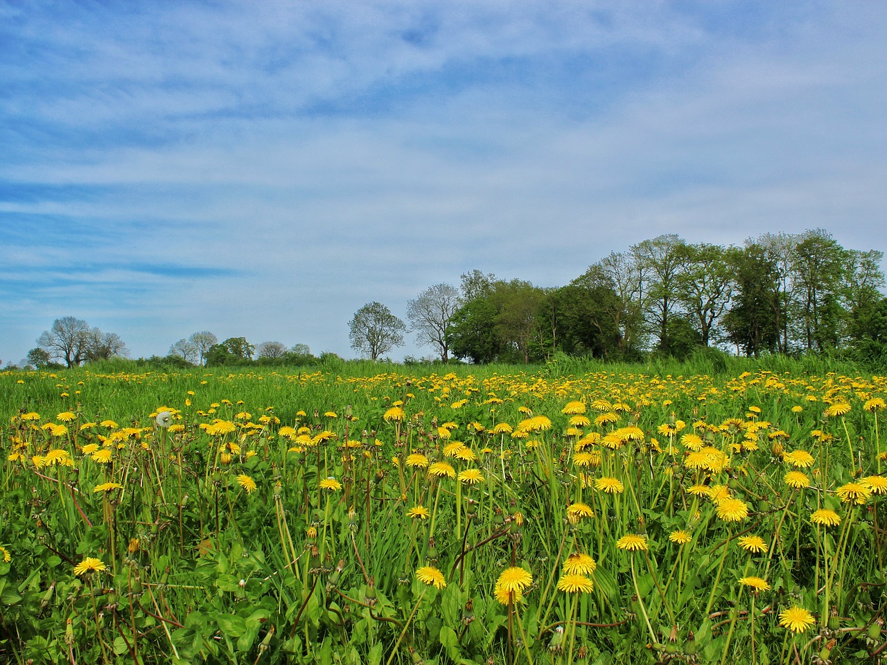 field  meadow  landscape free photo