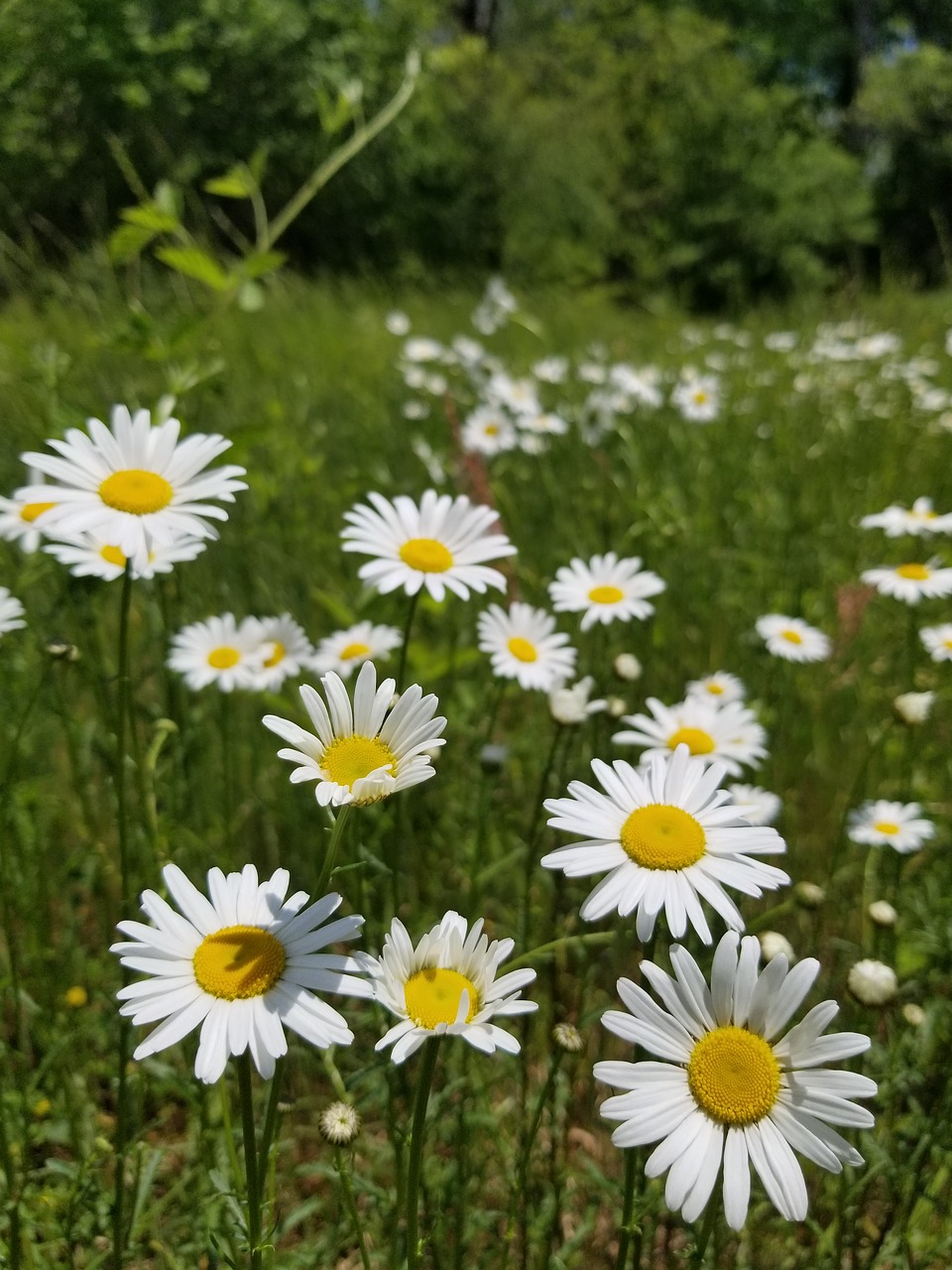 field  green  grass free photo