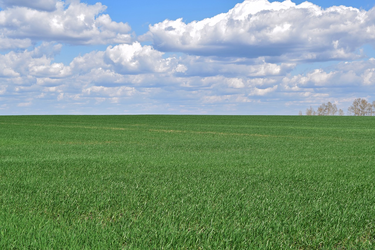 field  sky  grass free photo