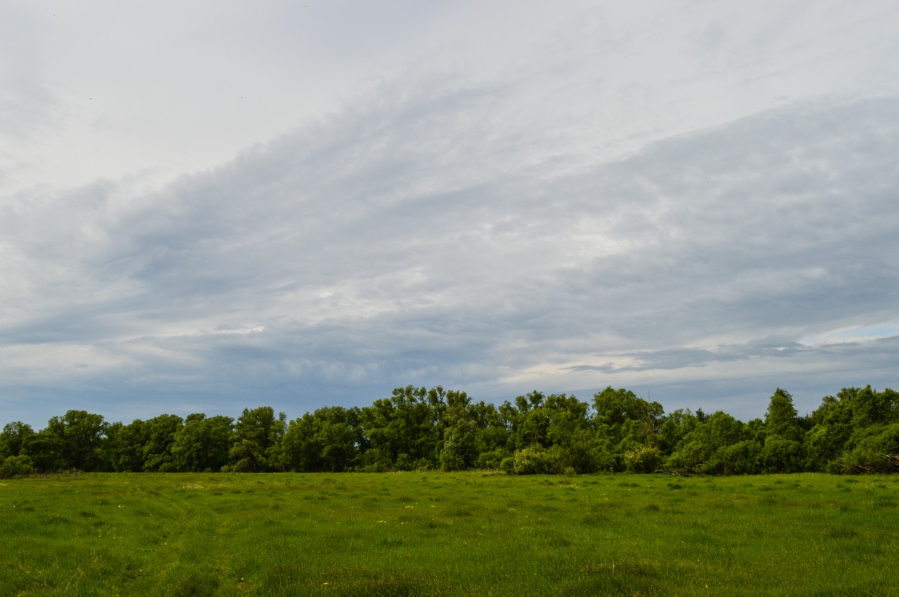 field  meadow  nature free photo