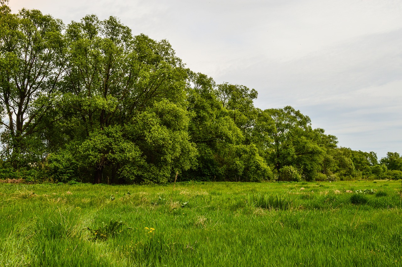 field  meadow  grass free photo