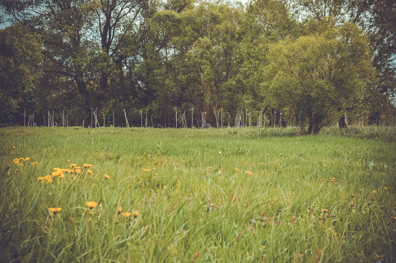 field  meadow  forest free photo