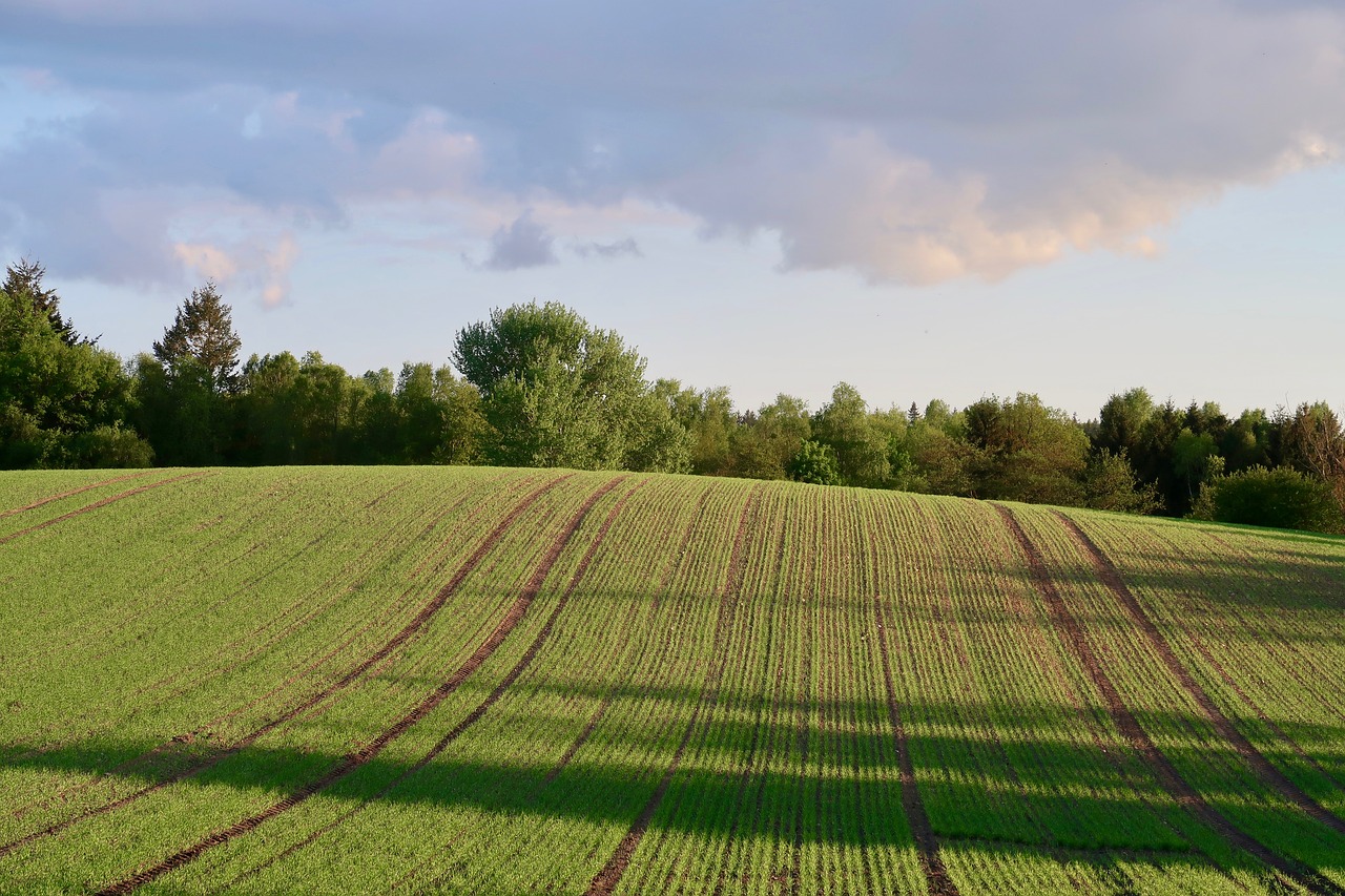 field  agriculture  arable free photo