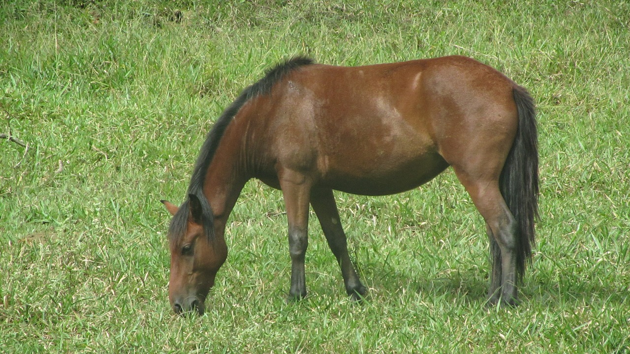 field  horses free pictures free photo