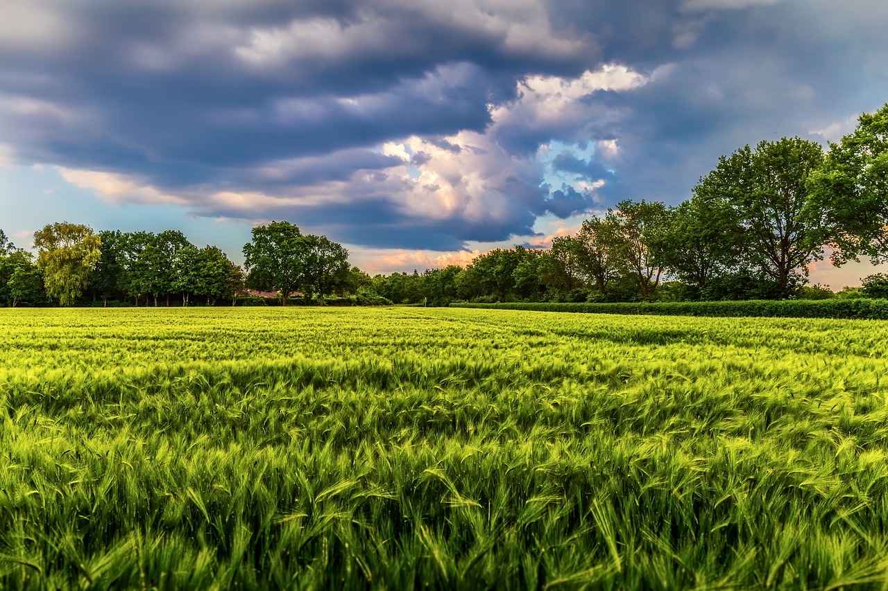 field  crop  storm free photo