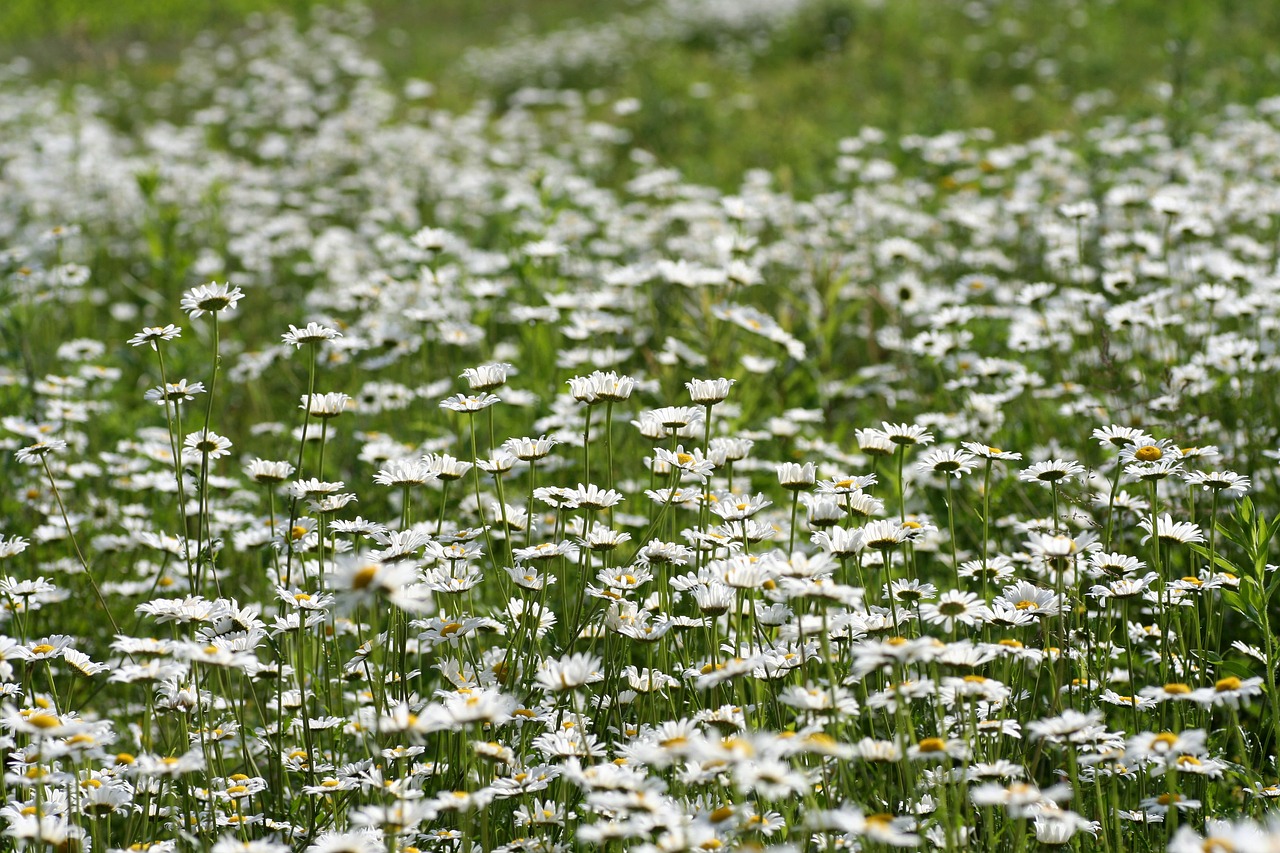 field  daisies  flowers free photo