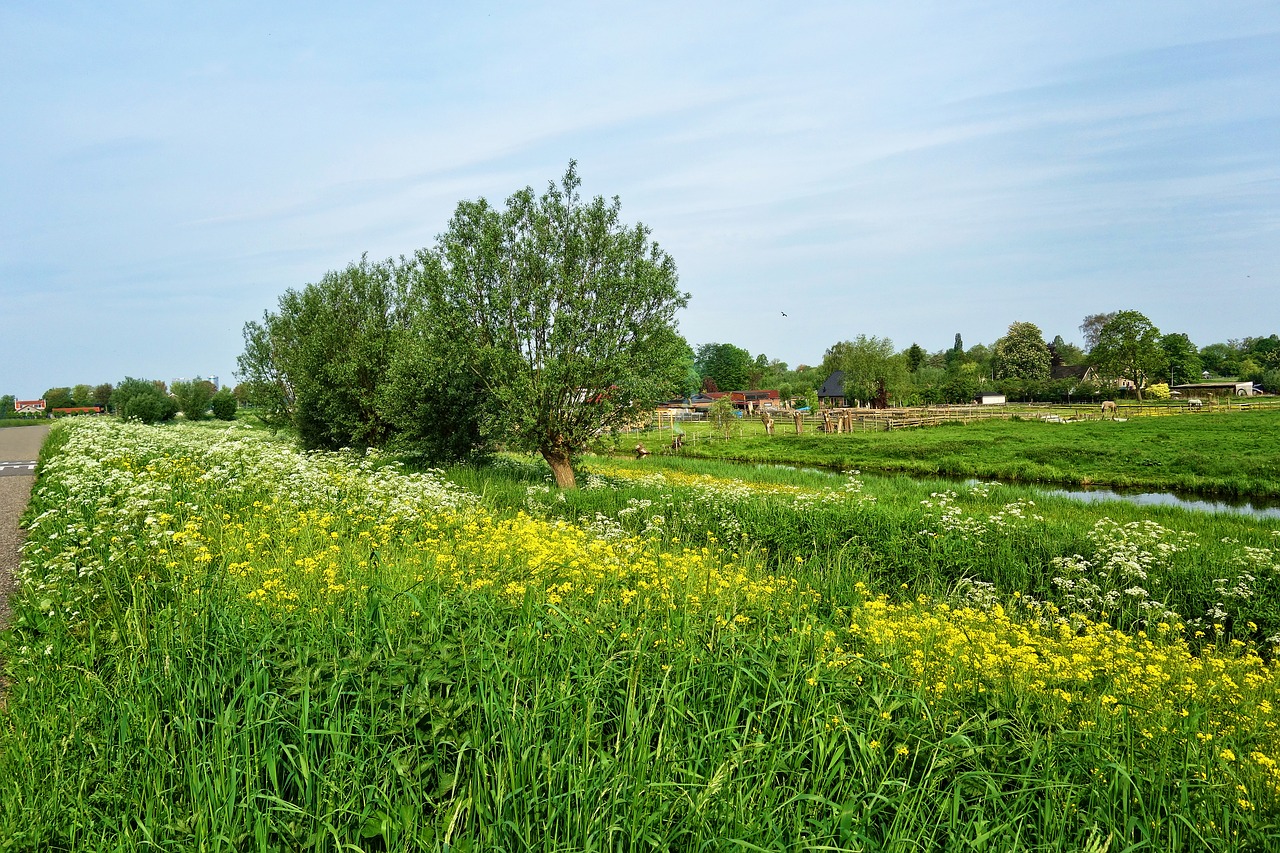 field  rape seed  flower free photo