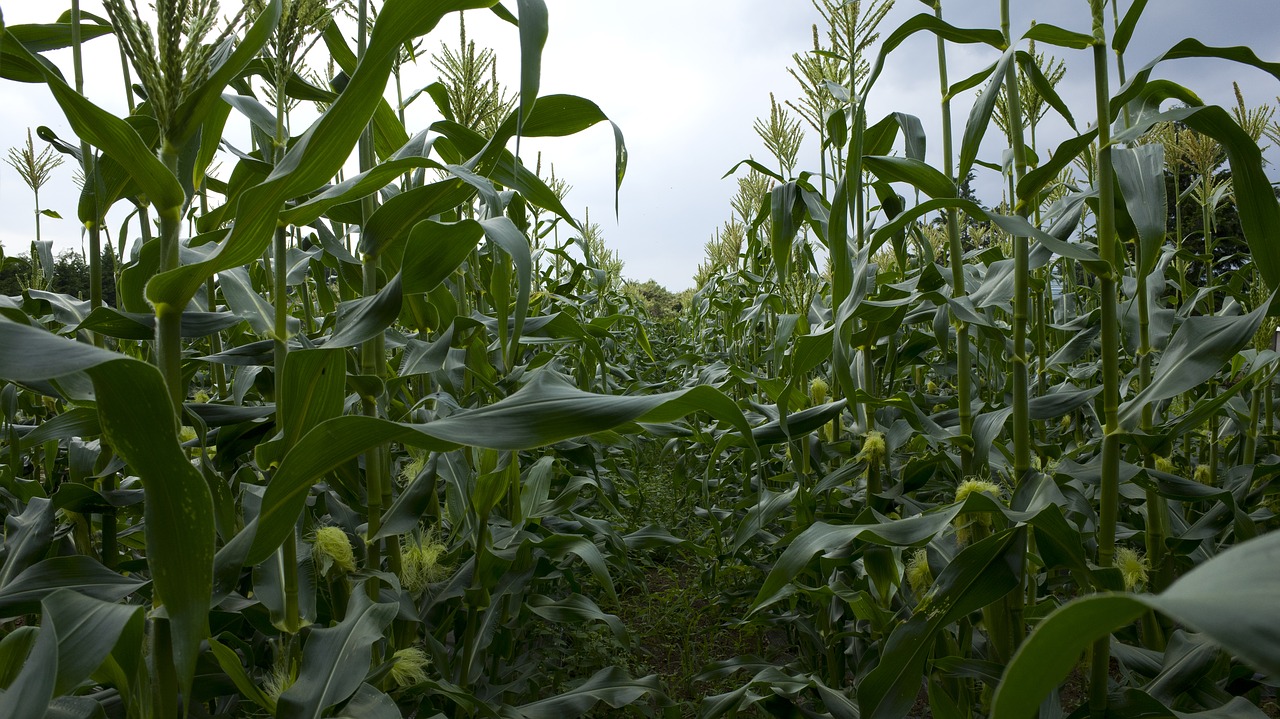 field  corn  food free photo