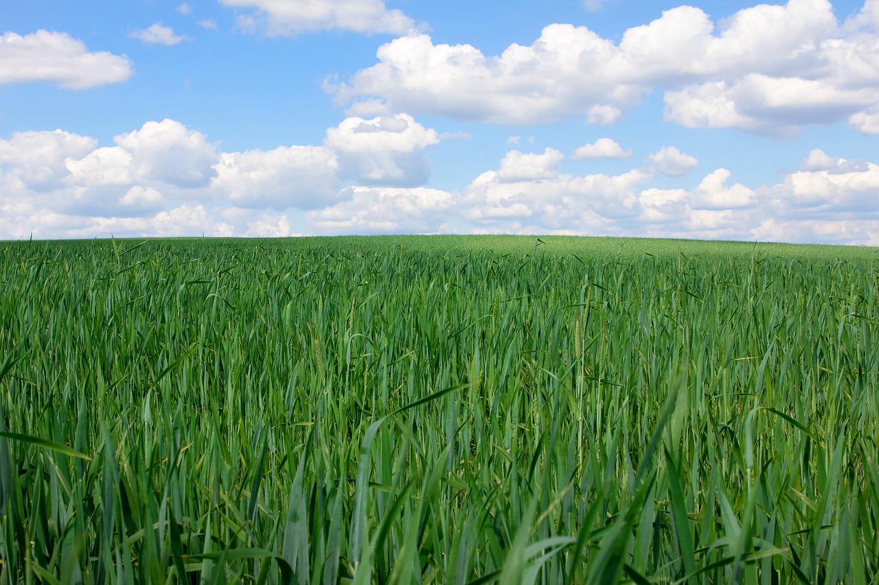 field  green  nature free photo