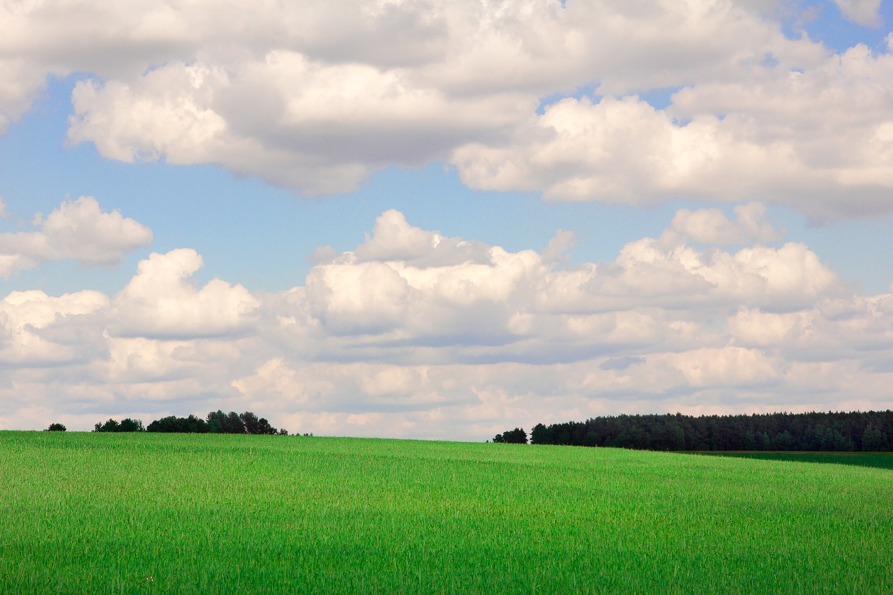 field  green  nature free photo