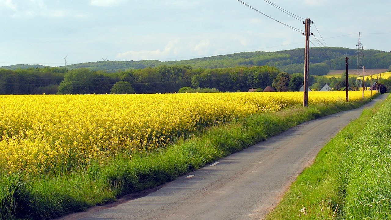 field oilseed rape away free photo