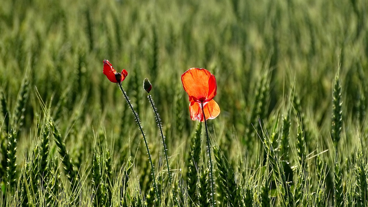 field  wheat  red flowers free photo