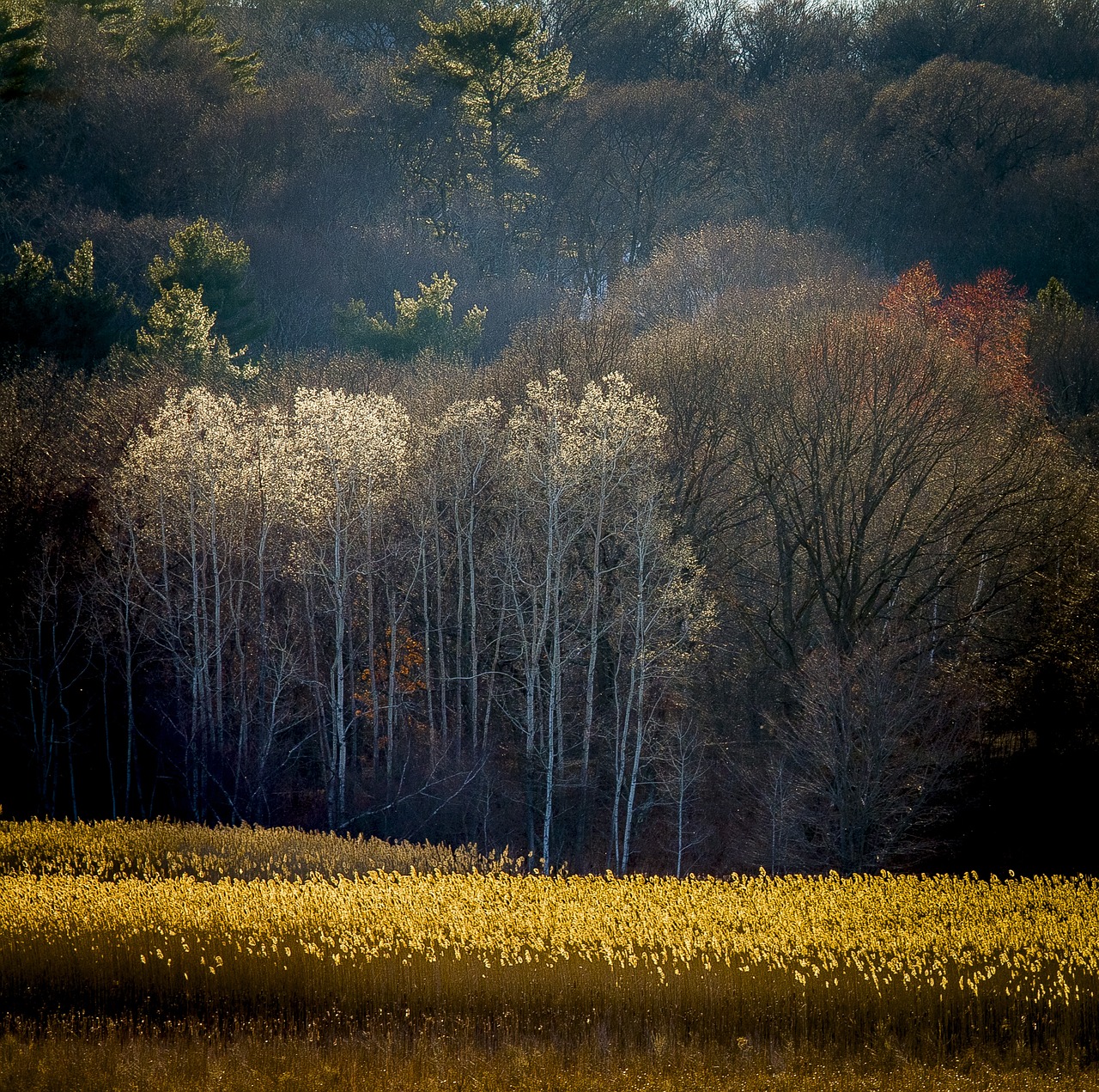 field  tree  meadow free photo