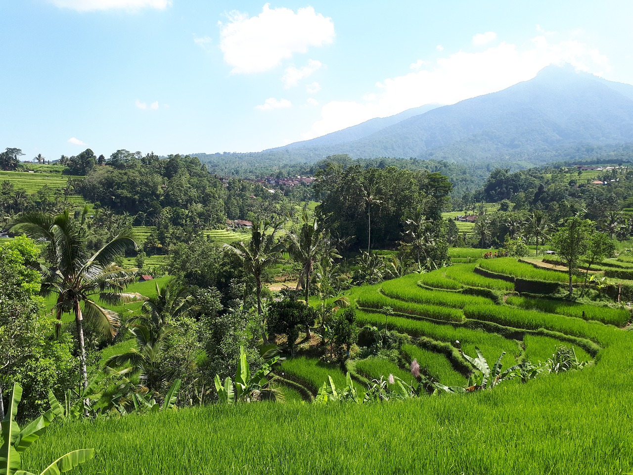 field  rice  rice paddies free photo