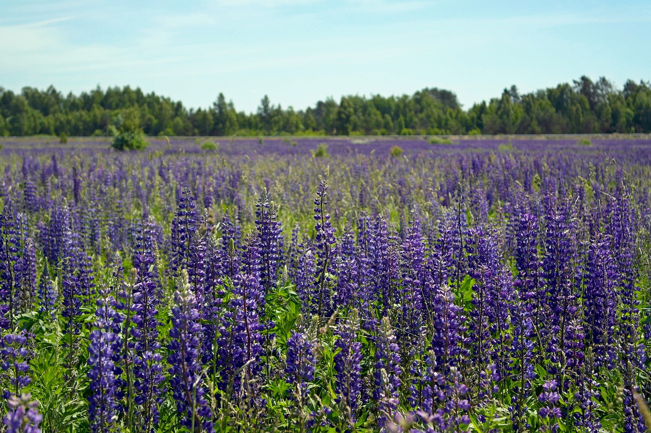 field  flowers  lupine free photo