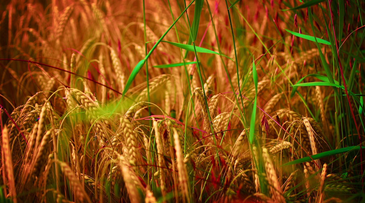 field  wheat  cereals free photo