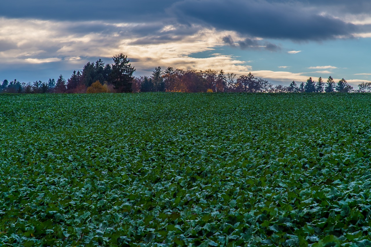 field  nature  green free photo