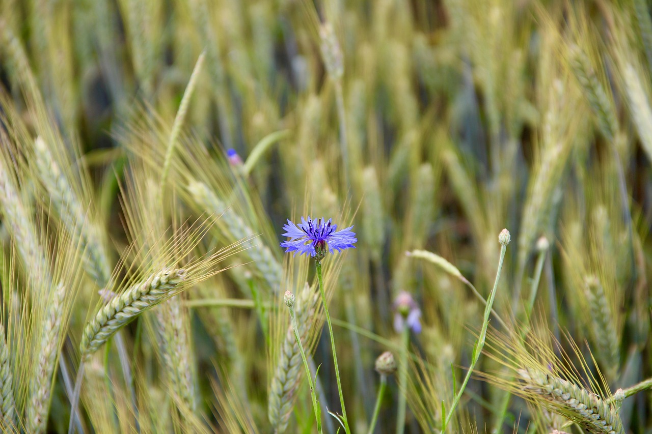 field  rural  nature free photo