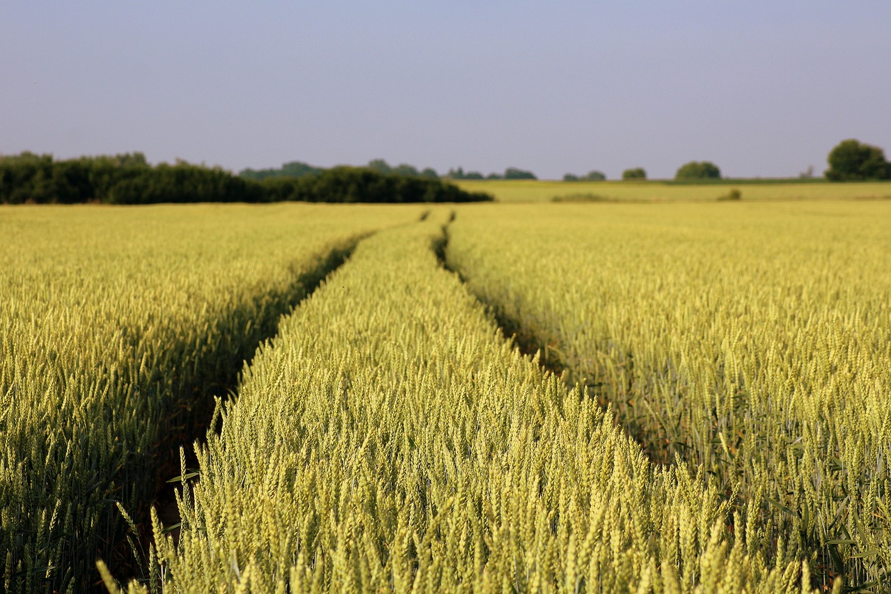 field  wheat  corn free photo