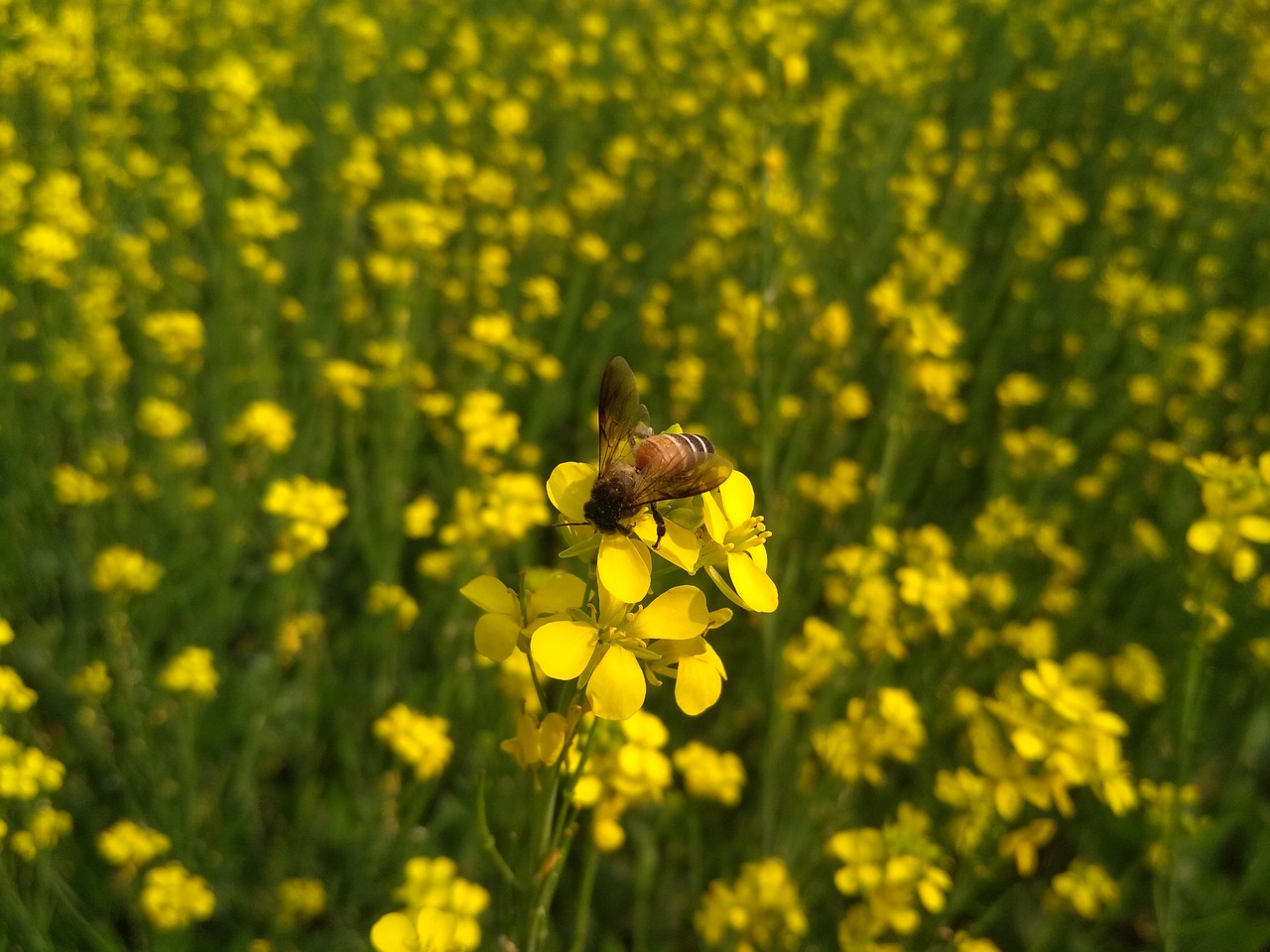 field  agriculture  flower free photo