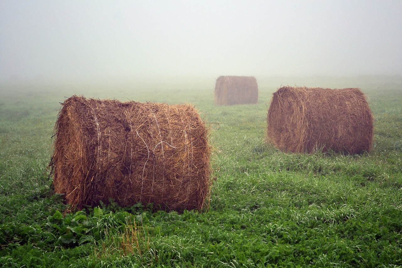 field village summer free photo