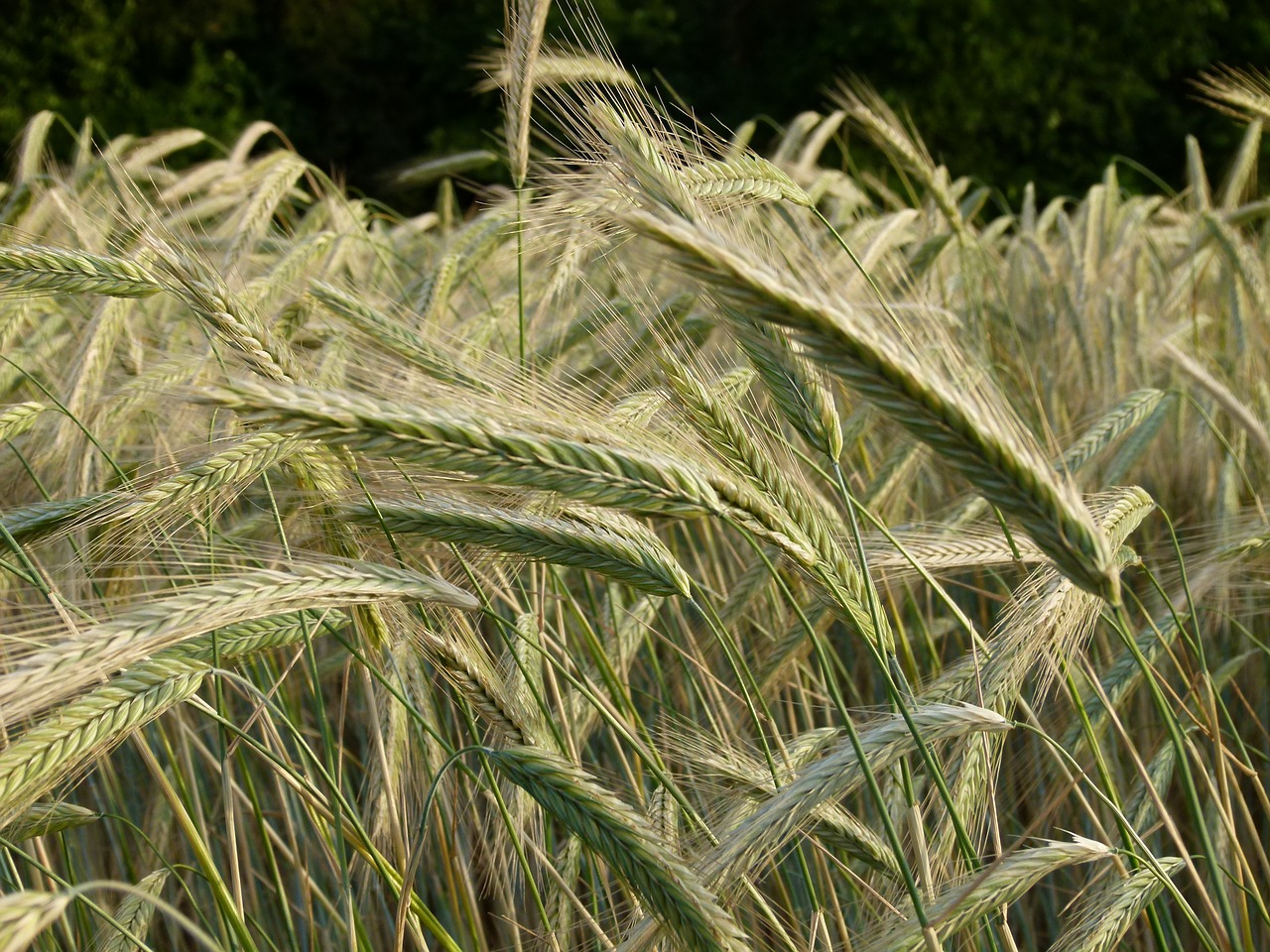 field  cereals  wheat field free photo